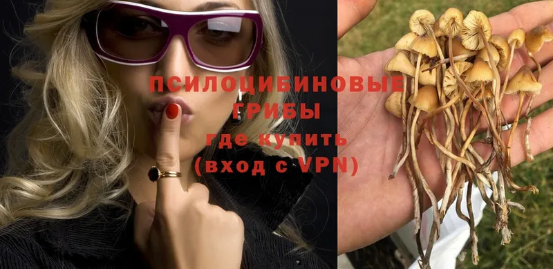 Псилоцибиновые грибы Psilocybe  Туймазы 